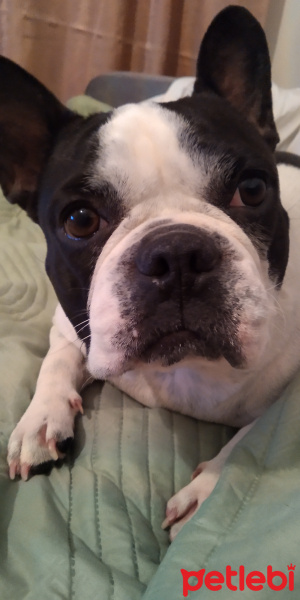 Fransız Bulldog, Köpek  Coco fotoğrafı