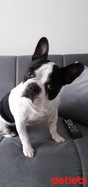 Fransız Bulldog, Köpek  Coco fotoğrafı