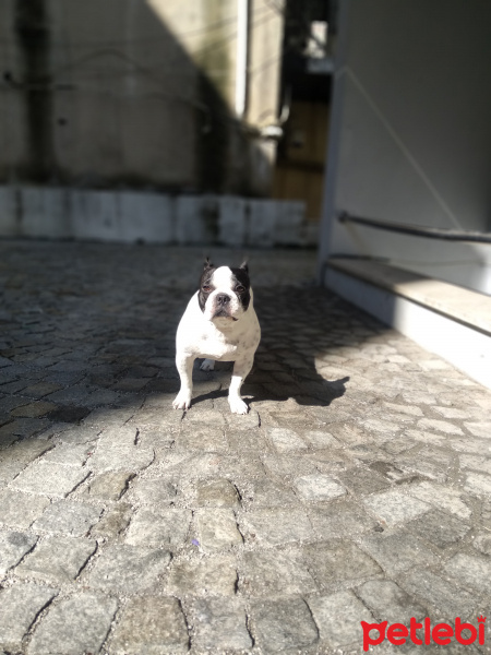 Fransız Bulldog, Köpek  Coco fotoğrafı