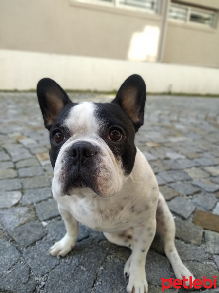 Fransız Bulldog, Köpek  Coco fotoğrafı