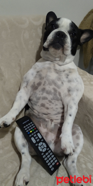 Fransız Bulldog, Köpek  Coco fotoğrafı