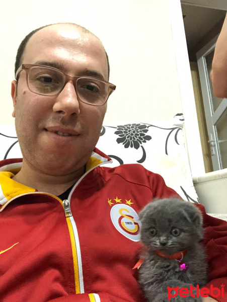 Scottish Fold, Kedi  gofret fotoğrafı