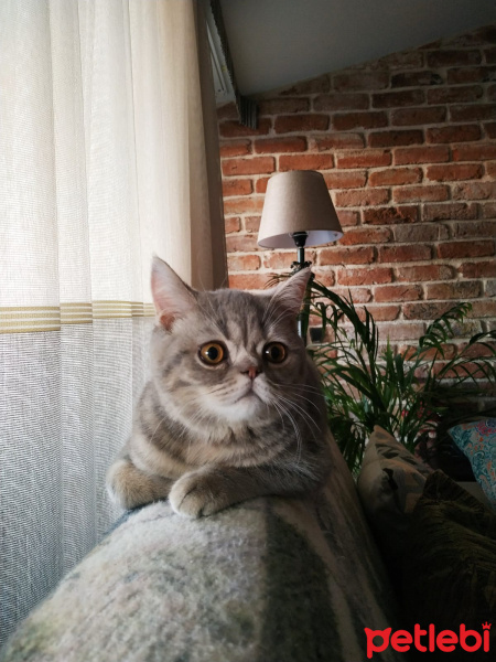 British Shorthair, Kedi  Damat Ferit fotoğrafı