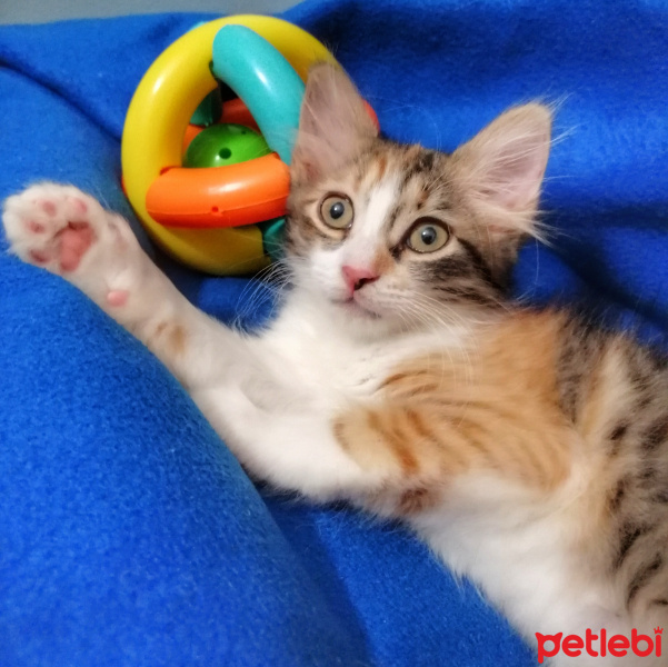 Tekir Kedi, Kedi  LEYLA fotoğrafı