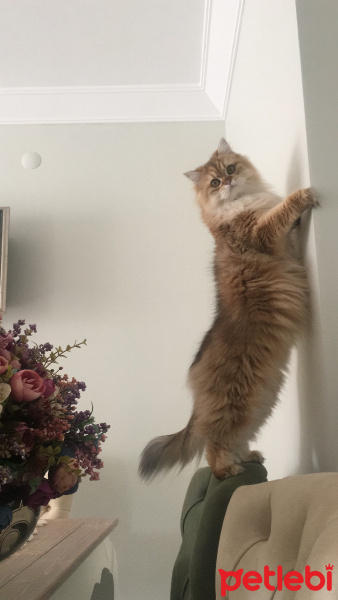 American Bobtail, Kedi  BAKLAVA fotoğrafı