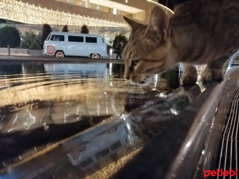 Tekir Kedi, Kedi  Mişa fotoğrafı