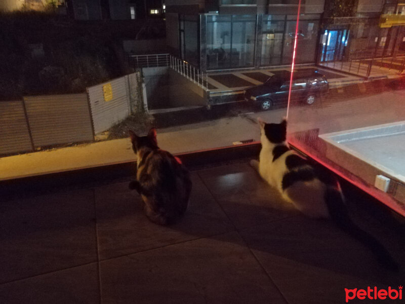 Tekir Kedi, Kedi  Mişa fotoğrafı