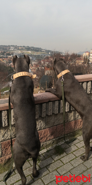 Cane Corso Italiano, Köpek  Tarçın fotoğrafı