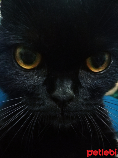 British Shorthair, Kedi  Lotus fotoğrafı