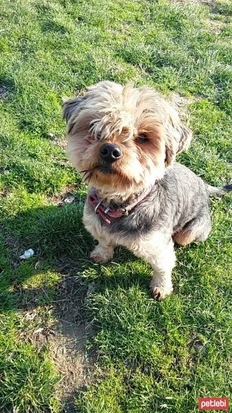 Yorkshire Terrier, Köpek  Votka fotoğrafı