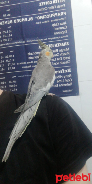 Papağan, Kuş  Alex fotoğrafı