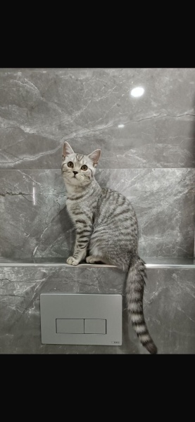 British Shorthair, Kedi  Müjgan fotoğrafı