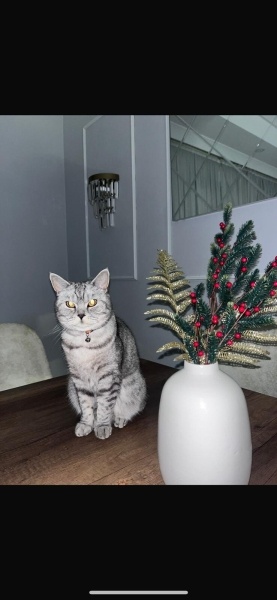 British Shorthair, Kedi  Müjgan fotoğrafı