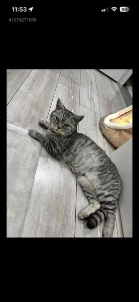 British Shorthair, Kedi  Müjgan fotoğrafı