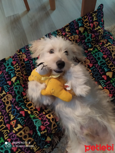 Maltese, Köpek  MELO fotoğrafı