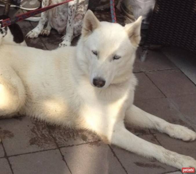 Sibirya Kurdu (Husky), Köpek  mavi fotoğrafı