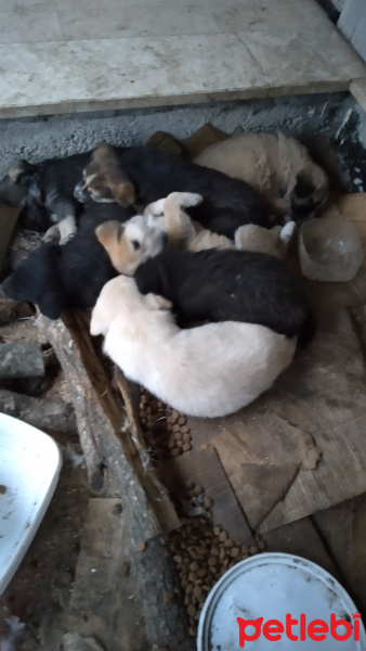 Sokö (Sokak Köpeği), Köpek  Sahipsiz yavrular fotoğrafı