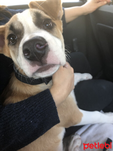 St. Bernard (Saint Bernard), Köpek  Rodi fotoğrafı