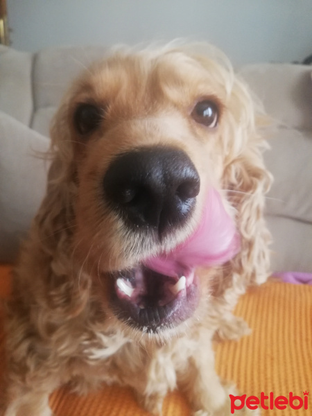 İngiliz Cocker Spaniel, Köpek  Şila fotoğrafı