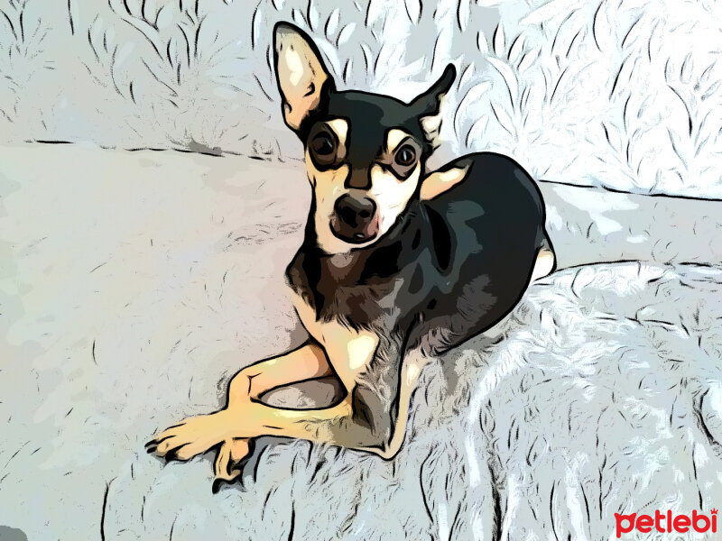 Minyatür Pinscher, Köpek  Jack fotoğrafı