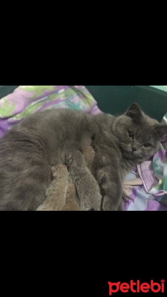 British Shorthair, Kedi  Gece fotoğrafı
