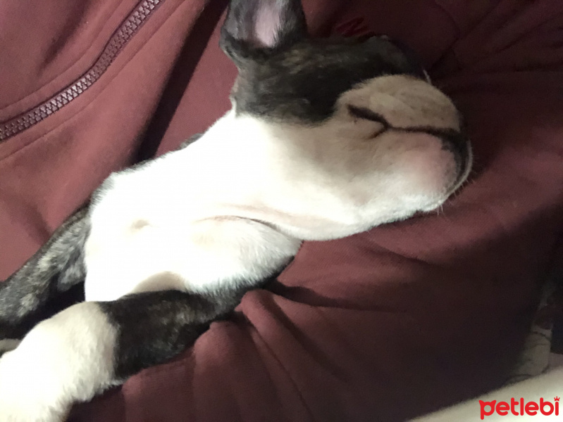 Fransız Bulldog, Köpek  PAŞA fotoğrafı