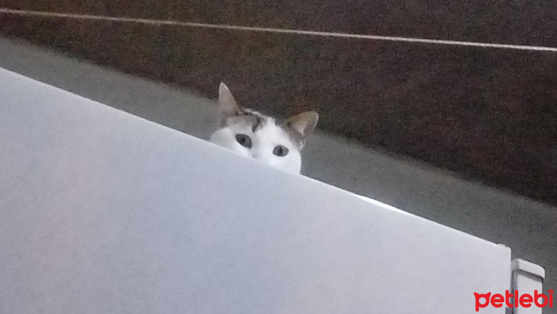 Tekir Kedi, Kedi  şeker fotoğrafı