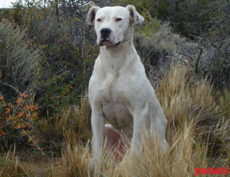 Dogo Arjantin, Köpek  Diablo fotoğrafı