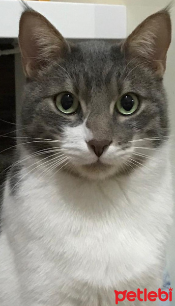Tekir Kedi, Kedi  Fuzzy fotoğrafı