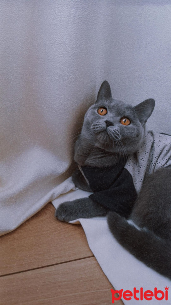 British Shorthair, Kedi  Emily fotoğrafı