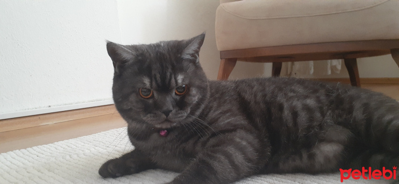 British Shorthair, Kedi  Robin fotoğrafı