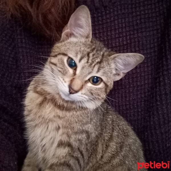 Tekir Kedi, Kedi  Cookie fotoğrafı