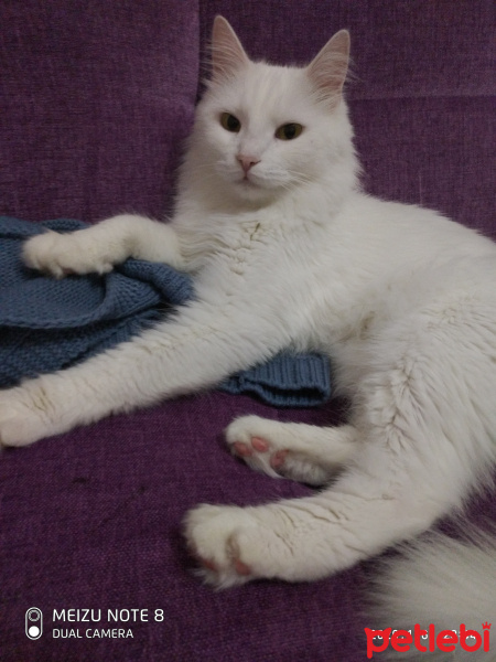 Ankara Kedisi, Kedi  Pamuk fotoğrafı