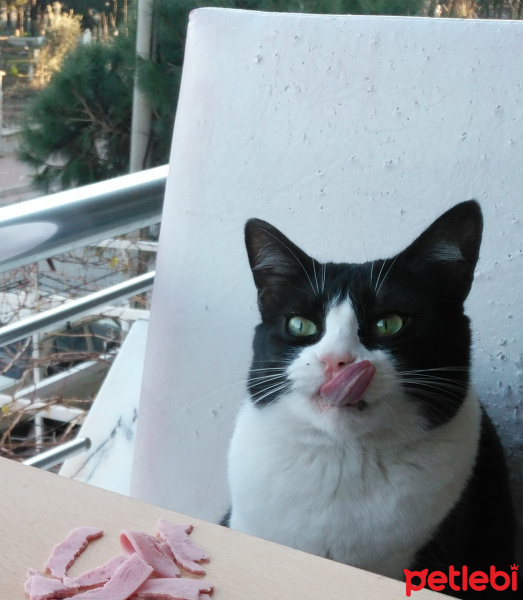 Tuxedo (Smokin) Kedi, Kedi  Kıymık fotoğrafı