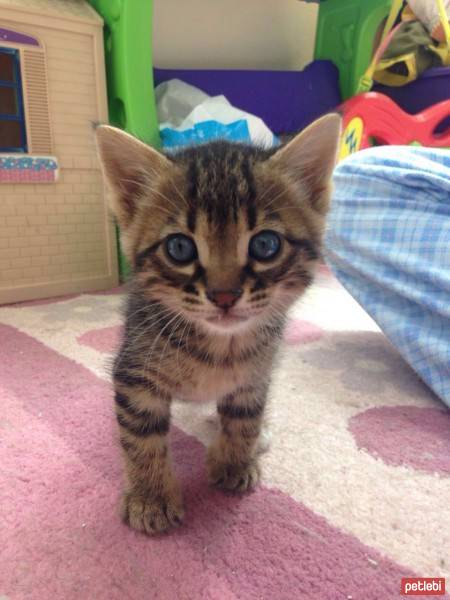 Manx, Kedi  Şanslı izmir Bornova fotoğrafı