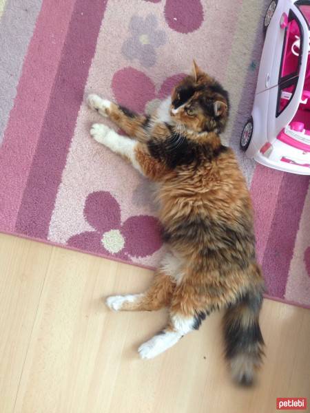 Manx, Kedi  Şanslı izmir Bornova fotoğrafı