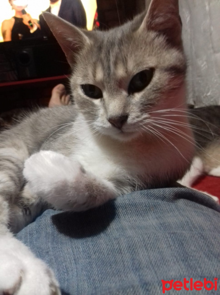 Tekir Kedi, Kedi  Köpük fotoğrafı
