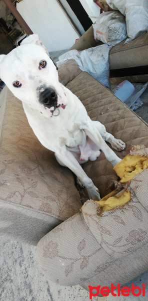 Dogo Arjantin, Köpek  Tyson fotoğrafı
