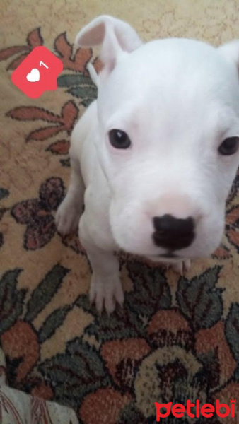 Dogo Arjantin, Köpek  Tyson fotoğrafı