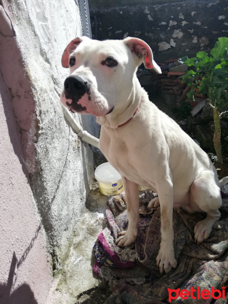 Dogo Arjantin, Köpek  Tyson fotoğrafı