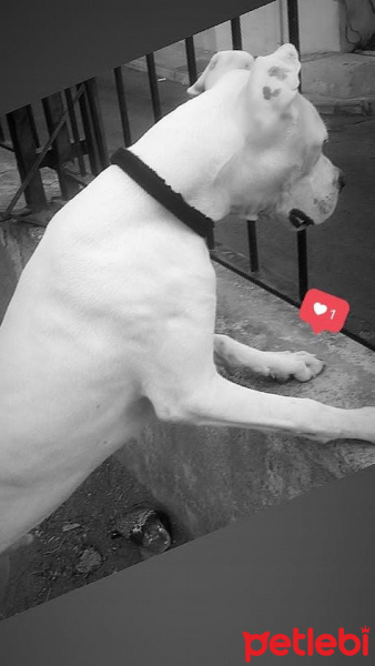 Dogo Arjantin, Köpek  Tyson fotoğrafı