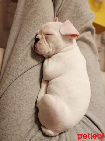 Fransız Bulldog, Köpek  Cookie fotoğrafı
