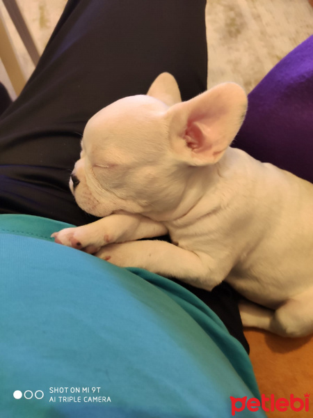 Fransız Bulldog, Köpek  Cookie fotoğrafı