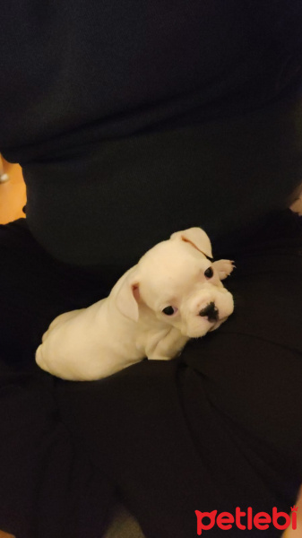 Fransız Bulldog, Köpek  Cookie fotoğrafı