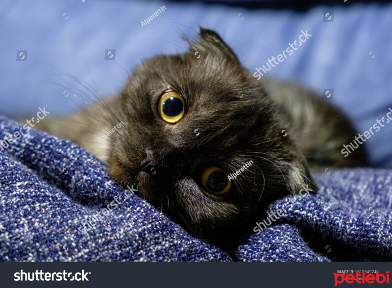 Scottish Fold, Kedi  Mocha fotoğrafı