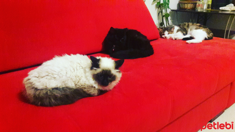 Ragdoll, Kedi  Nazlı fotoğrafı