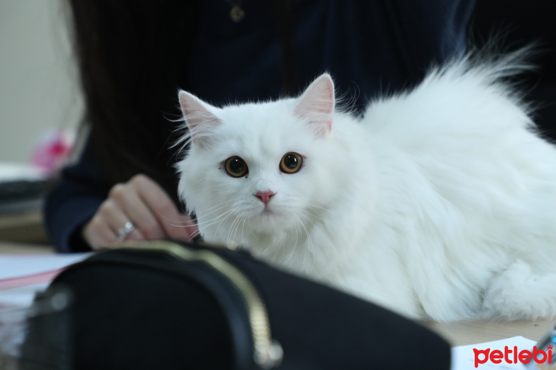 British Shorthair, Kedi  Köpük fotoğrafı