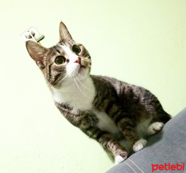 Tekir Kedi, Kedi  Gogo fotoğrafı