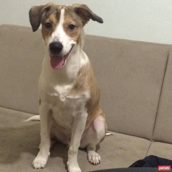 Jack Russell Terrier, Köpek  Paşa fotoğrafı