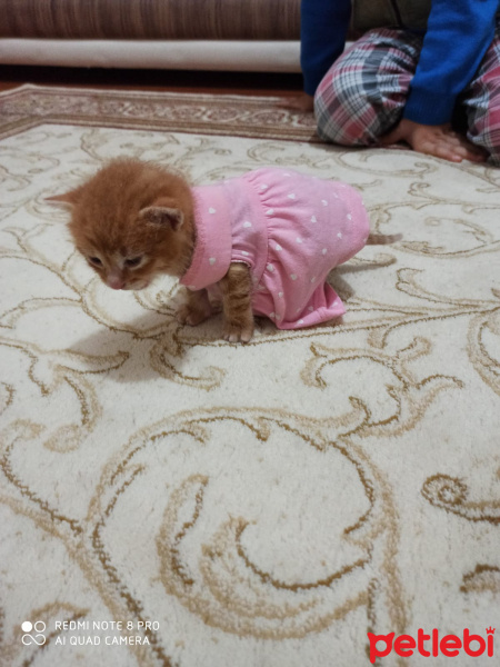 Tekir Kedi, Kedi  Minnoş fotoğrafı